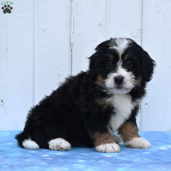 Comet, Mini Bernedoodle Puppy